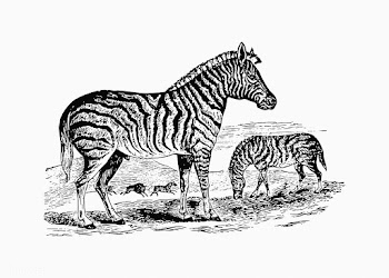 Zebra shade drawing | Free stock vector - 562305