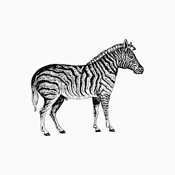 Zebra shade drawing | Free stock vector - 562493