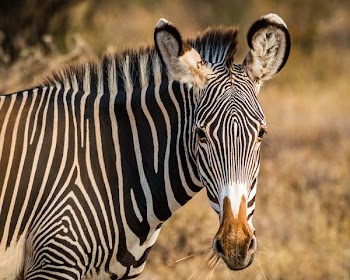 zebra standing on field