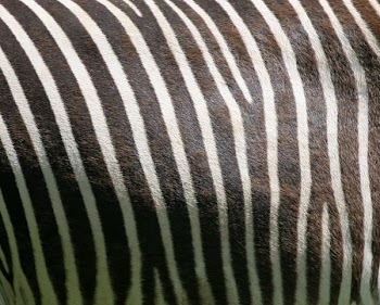 zebra_stripes.jpg