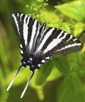 Zebra swallowtail butterfly. Free public | Free Photo - rawpixel