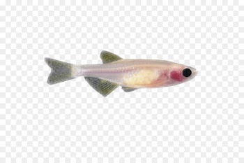 Zebrafish Animal testing - Casper 