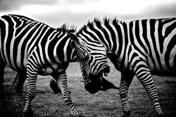          Zebras Clash Free Photo     