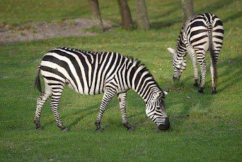 zebras_munching.jpg