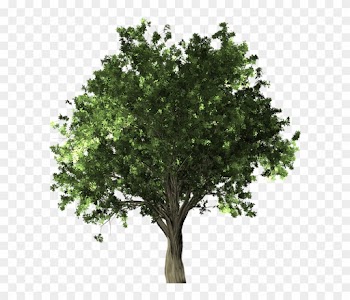 Zelkova Serrata, Tree, Bonsai, Zelkova, Serrata - Apple Tree Without Fruit
