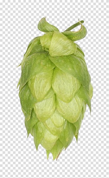 Zhuhai Sidanna Trading Co.,Ltd. Chinook United Kingdom Company Leaf vegetable, hops transparent background PNG clipart