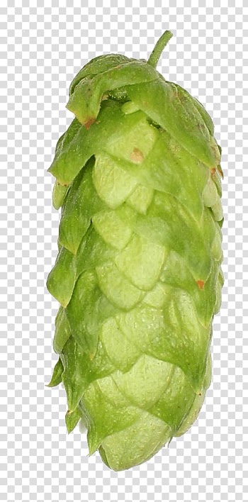 Zhuhai Sidanna Trading Co.,Ltd. Leaf vegetable Company Breed Country, hops transparent background PNG clipart
