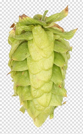 Zhuhai Sidanna Trading Co.,Ltd. Vegetable Food Chinook, hops transparent background PNG clipart