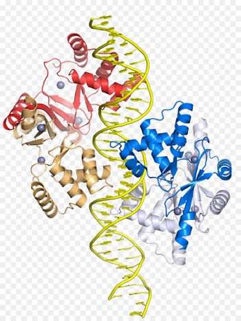 Zinc uptake regulator Transcription factor Gene -  