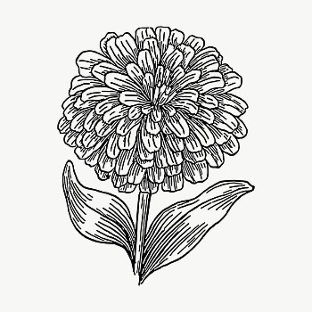 Zinnia flower drawing, illustration vector. | Free Vector - rawpixel