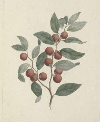 Ziziphus abyssinica  A. Rich. | Free Photo - rawpixel
