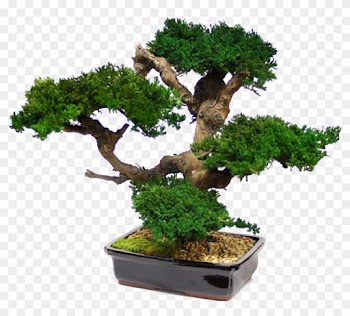 Zona Gallery - Large Bonsai Tree Preserved Forever Green Art - Mbo