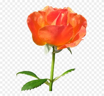 Zonta Rosa Lots Of Blooming Orange Roses - Garden Roses