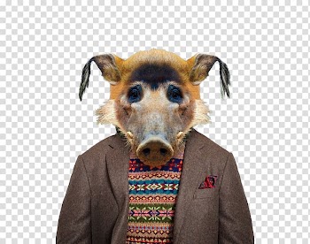 Zoo Portraits Red river hog Domestic pig Animal , Animal boar transparent background PNG clipart