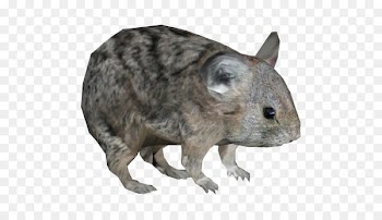 Zoo Tycoon 2: Marine Mania Hamster American pika Animal - others 