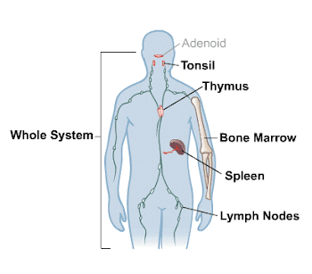 Zoology | 223782 - Discuss the immune system of the body with ne ...