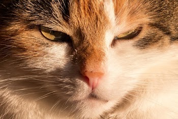 Zoomed Image of a Orange Tabby Cat