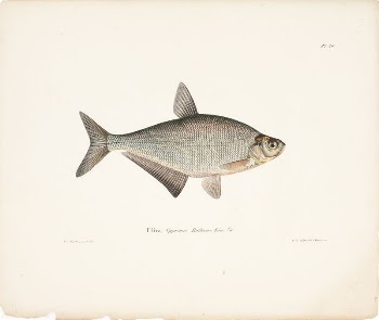Zope, 1836 - 1857, Wilhelm | Free Photo - rawpixel
