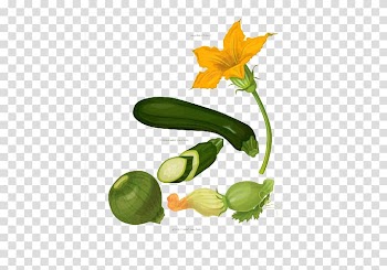 Zucchini Vegetable Pumpkin Botany, Cucumber green healthy vegetables transparent background PNG clipart