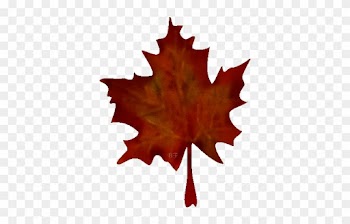 Zurück Zum Pflanzenindex - Maple Leaf