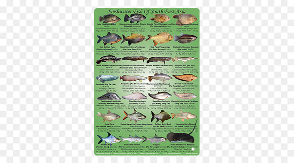 Free: Asian freshwater fishes Fresh water Southeast Asia - marine fish ...