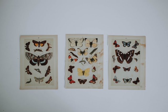 Assorted Color Butterflies Wall Decor