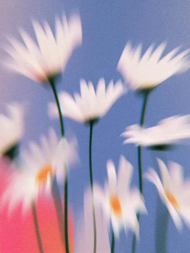 Blurry Portrait of Daisies