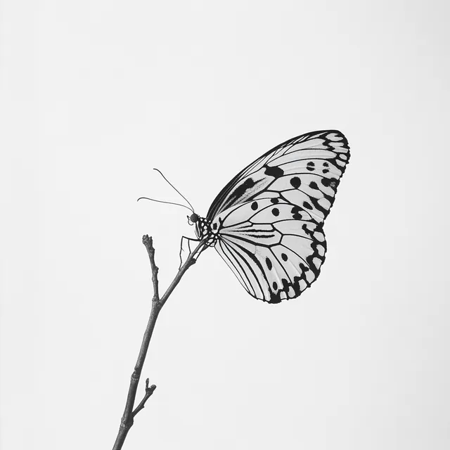 Delicate Elegance: A Black and White Butterfly on a Branch