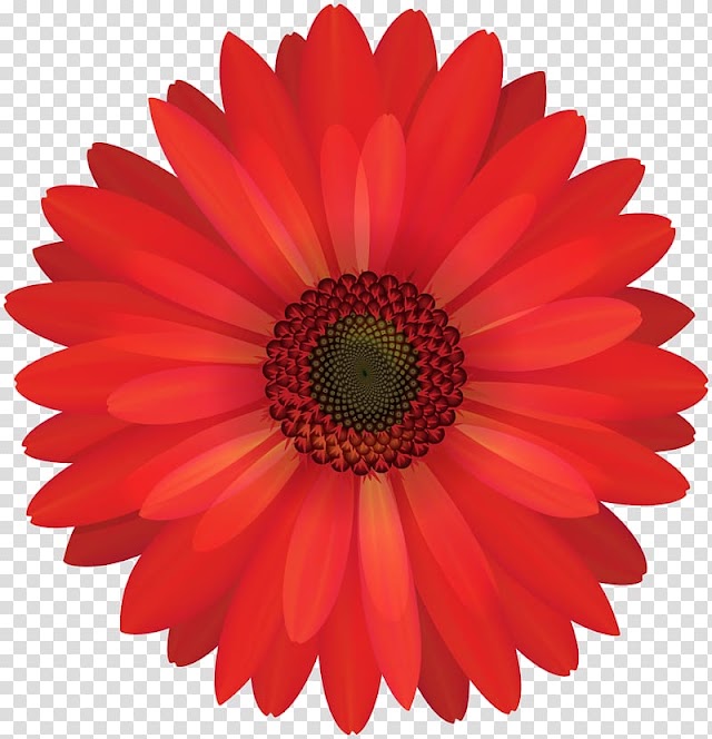 Flower Transvaal daisy , watercolor tree transparent background PNG clipart