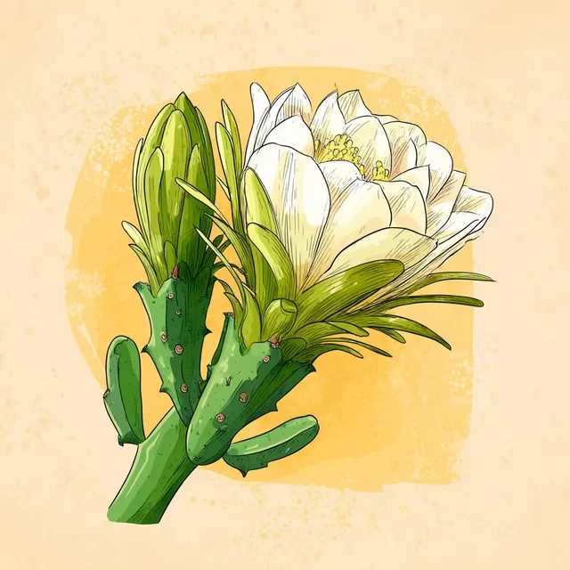 Hand-Drawn Cartoon Style Kadupul Flower Illustration
