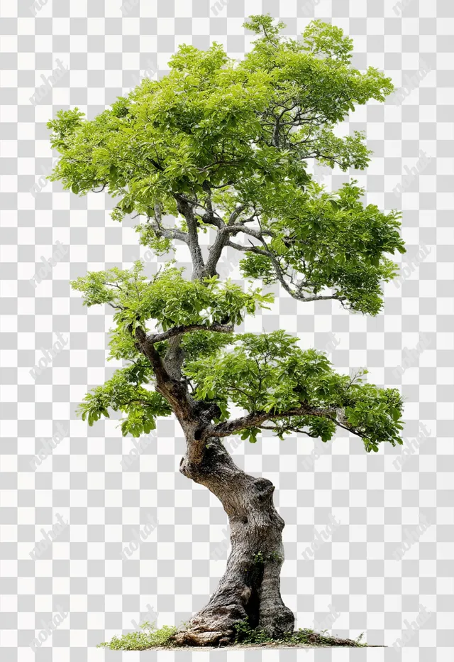 PNG Artistic Turnaround Tree on White Background
