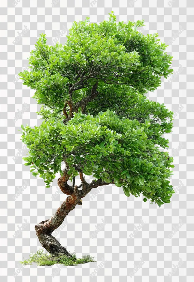 PNG Stylized Turnaround Tree on White Background