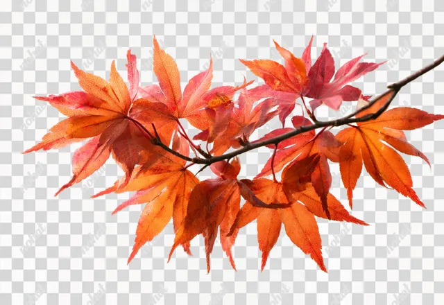PNG Vibrant Autumn Leaves of Japanese Maple Branch