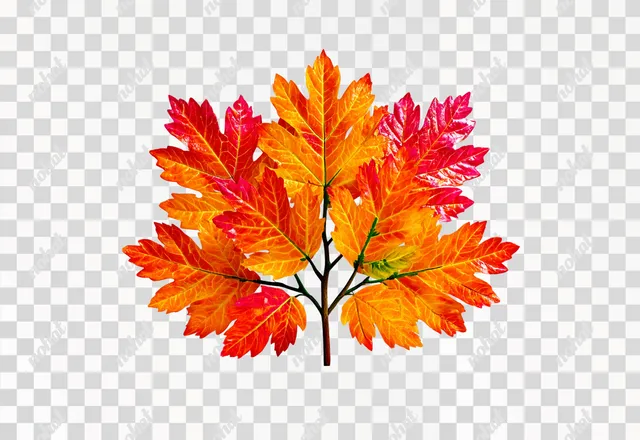PNG Vibrant Autumn Tree Leaf Macro Shot