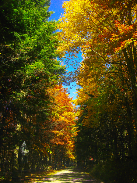 Free: Road Between Trees - nohat.cc