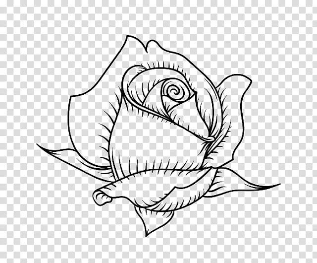 Free: Roses, rose illustration transparent background PNG clipart ...
