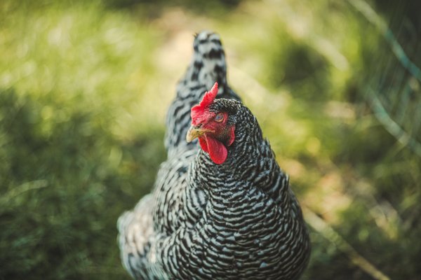 Free: Spotted Farm Chicken - nohat.cc