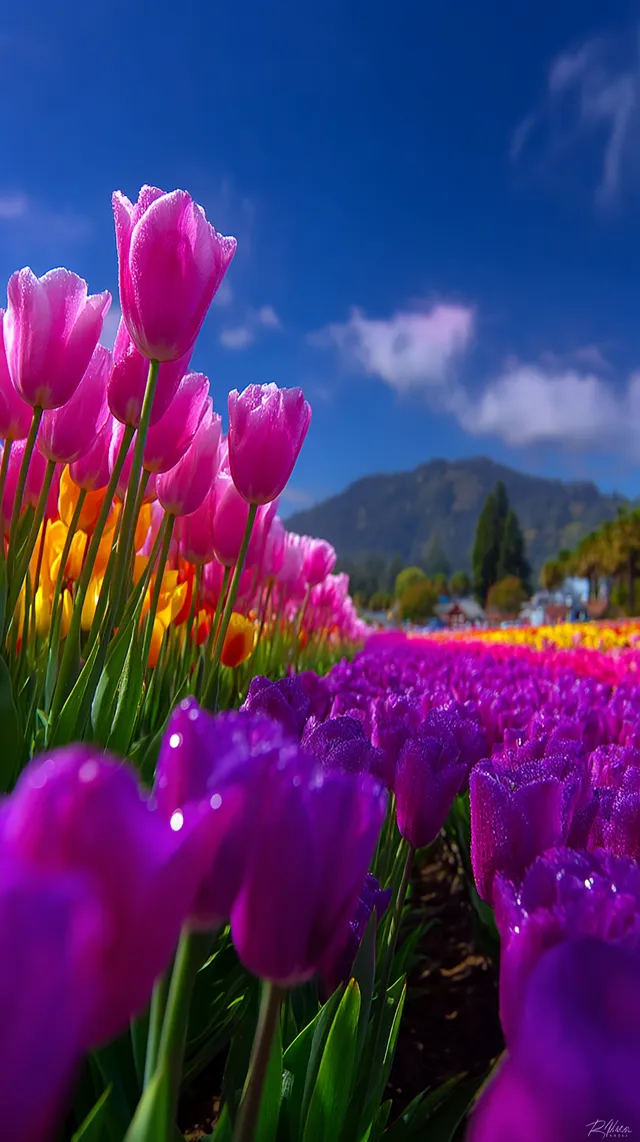 Vibrant Tulip Fields Under Clear Blue Sky