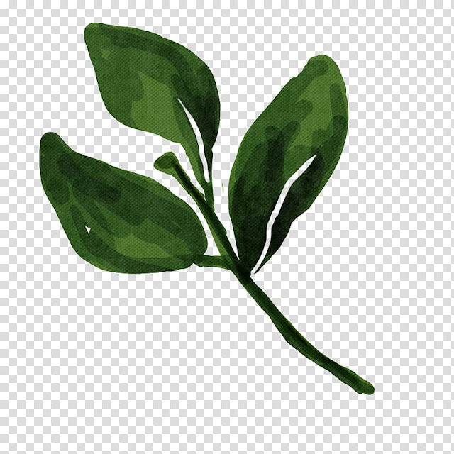 Watercolor vintage flowers , green leaf transparent background PNG clipart