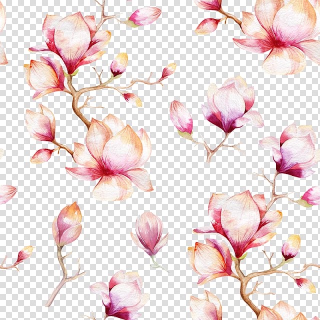 White and pink flower graphic art, Southern magnolia Watercolor painting , Pink flowers shading transparent background PNG clipart